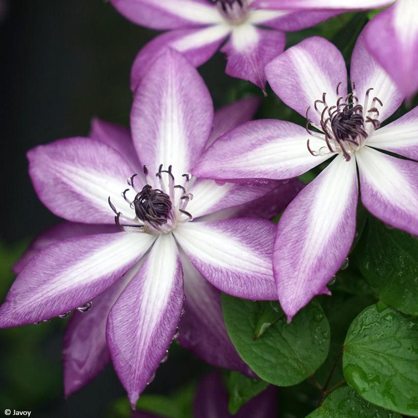 Clématite Lavallée n°1 (Flowering)