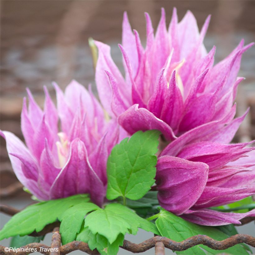 Clématite - Clematis macropetala Purple Dream (Flowering)