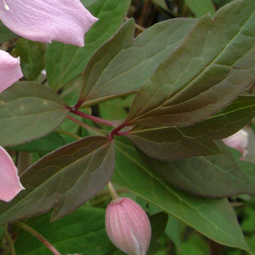 Clématite des montagnes - Clematis montana Fragrant Spring (Foliage)