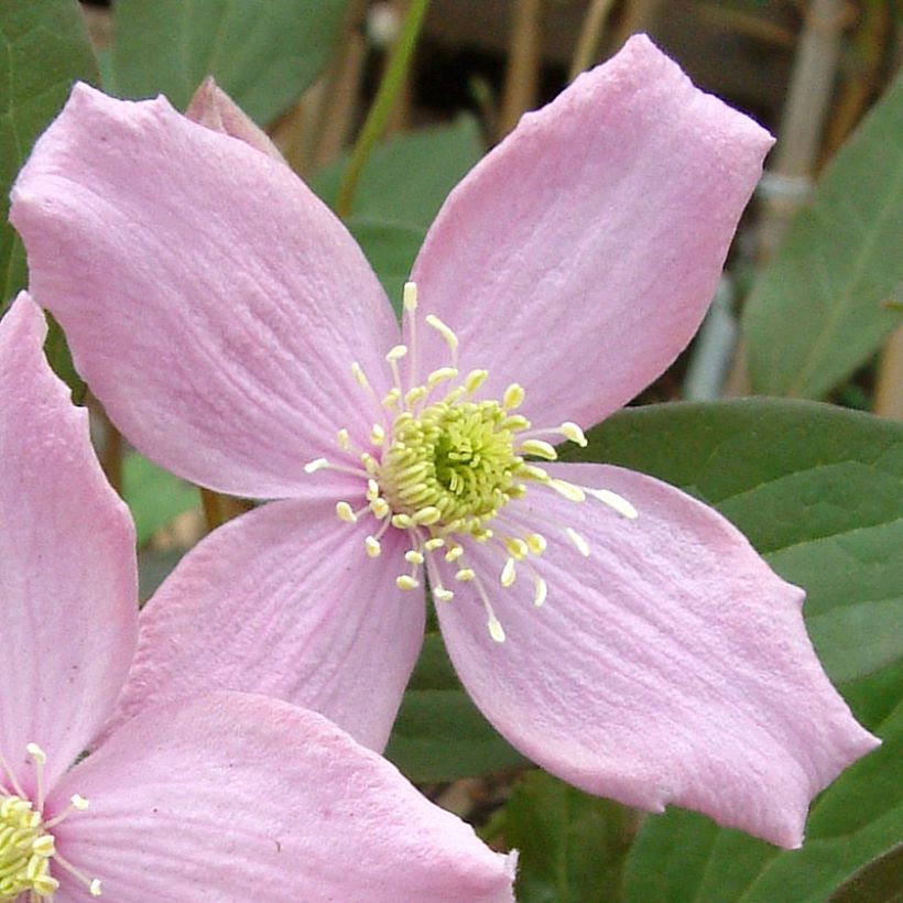 Clématite des montagnes - Clematis montana Fragrant Spring (Flowering)