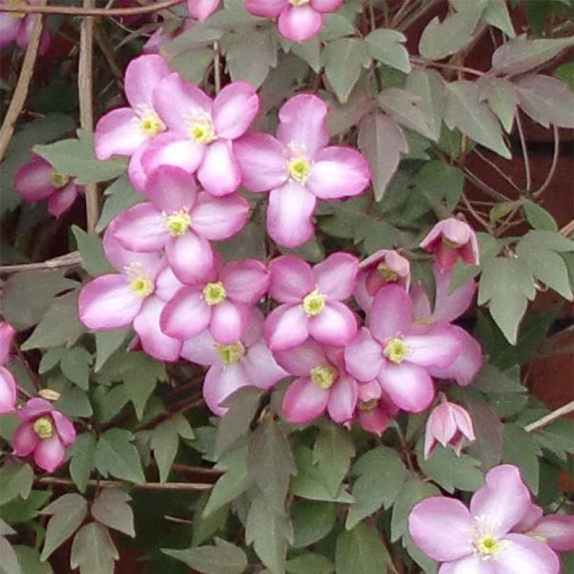 Clématite - Clematis montana Freda (Flowering)