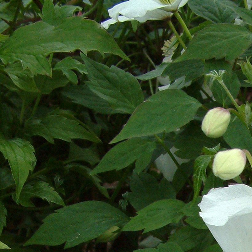 Clématite - Clematis montana Grandiflora (Foliage)