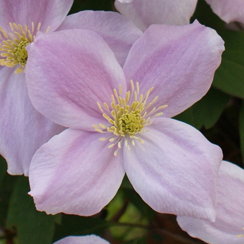 Clématite - Clematis montana Pink Perfection (Flowering)