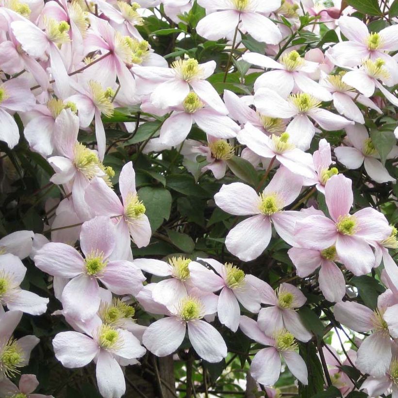Clématite montana Rubens (Flowering)