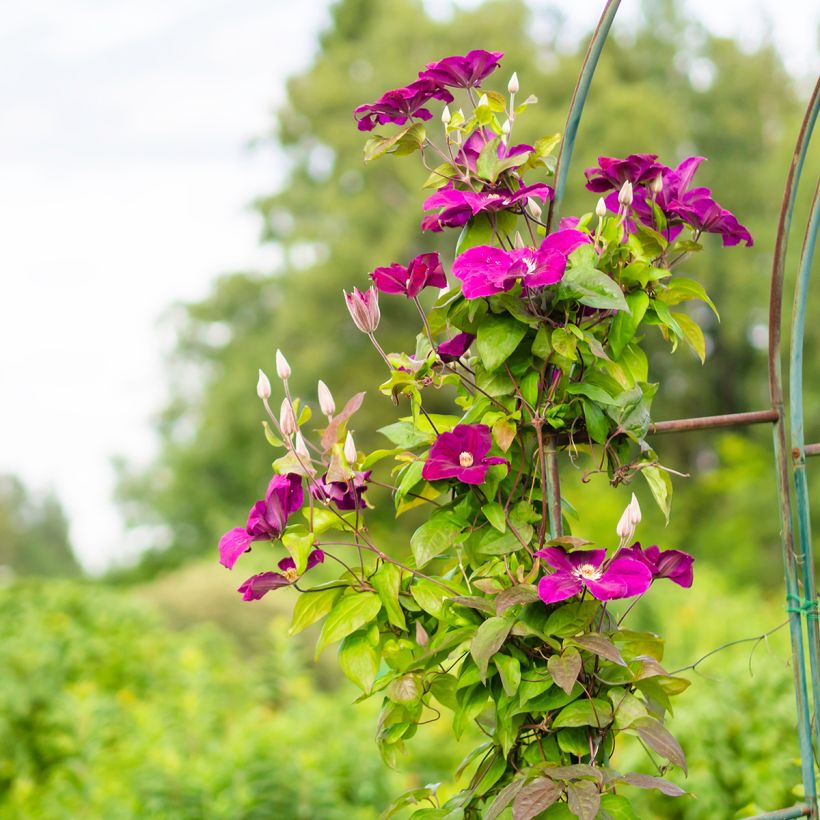 Clématite - Clematis Rouge Cardinal  (Plant habit)