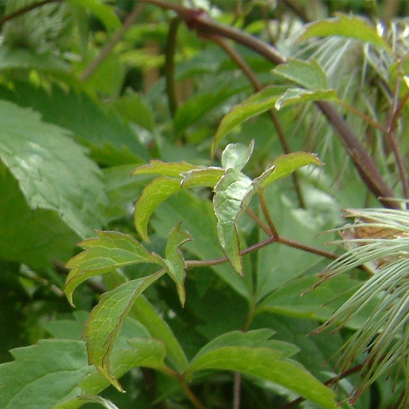 Clématite - Clematis serratifolia (Foliage)