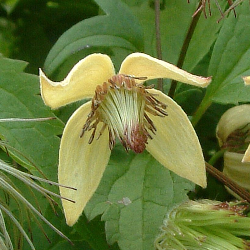 Clématite - Clematis serratifolia (Flowering)