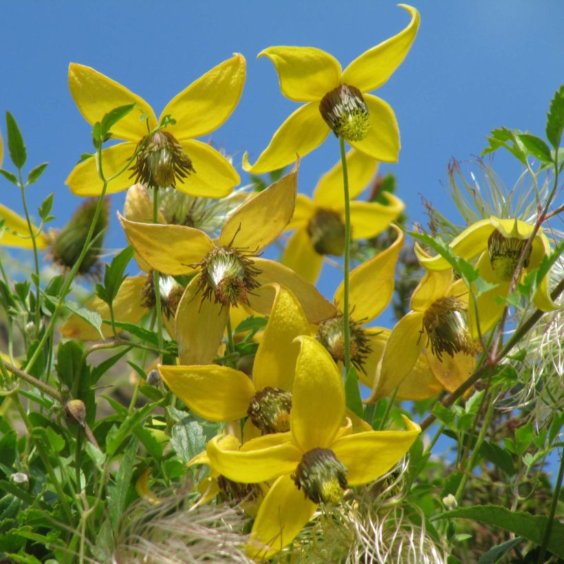 Clématite tangutica (Flowering)