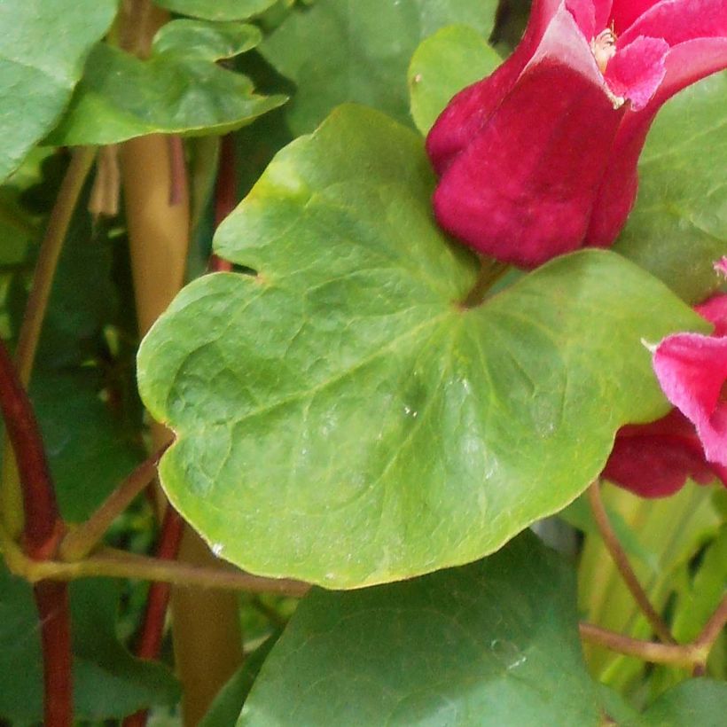Clématite - Clematis texensis Queen Maxima (Foliage)