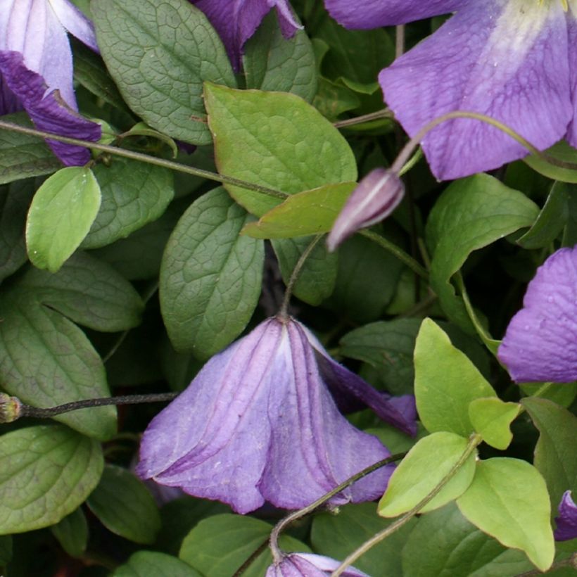 Clématite italienne - Clematis viticella Little Bas (Foliage)