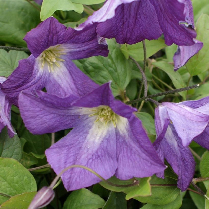 Clématite italienne - Clematis viticella Little Bas (Flowering)