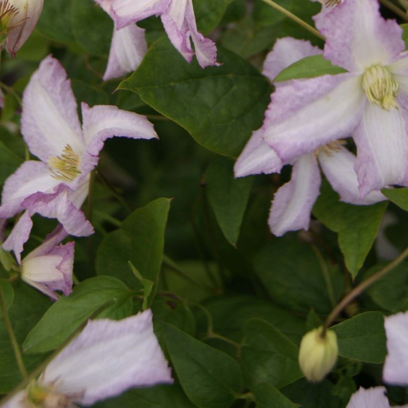 Clématite - Clematis viticella Little Nell  (Foliage)