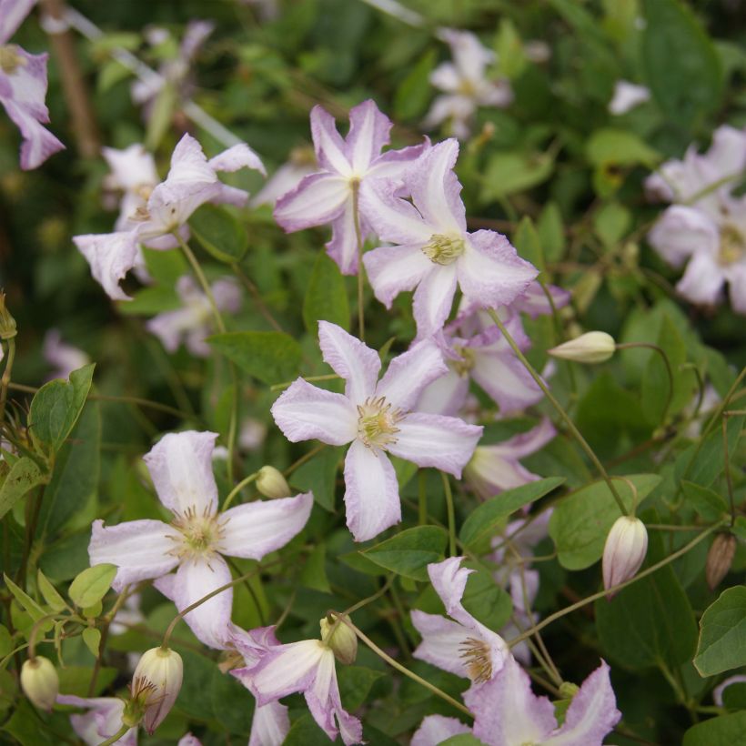 Clématite - Clematis viticella Little Nell  (Flowering)