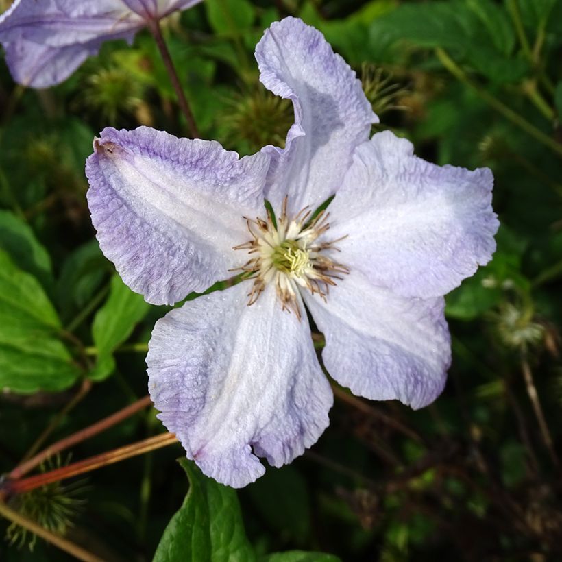 Clématite Blekitny Aniol (Blue Angel) (Flowering)