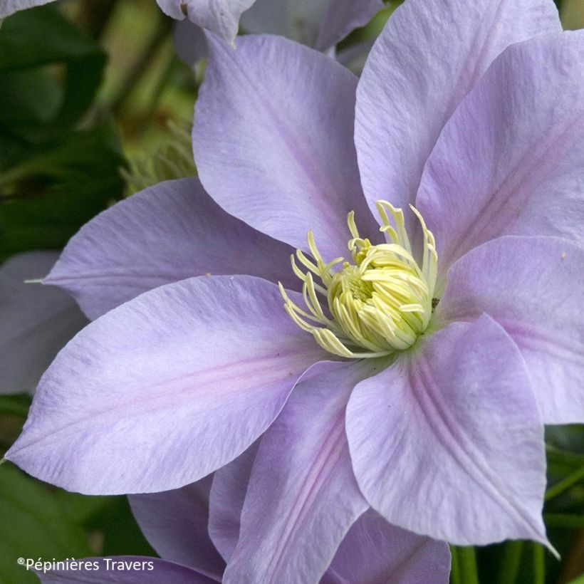 Clématite Blue Eyes (Flowering)