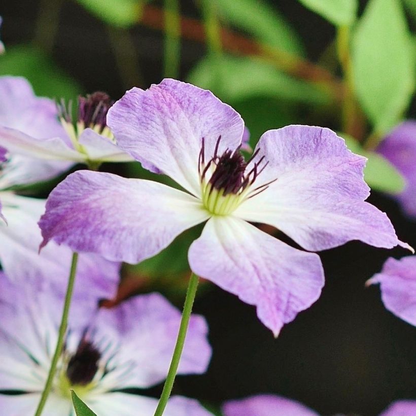 Clématite - Clematis Cloudburst (Flowering)