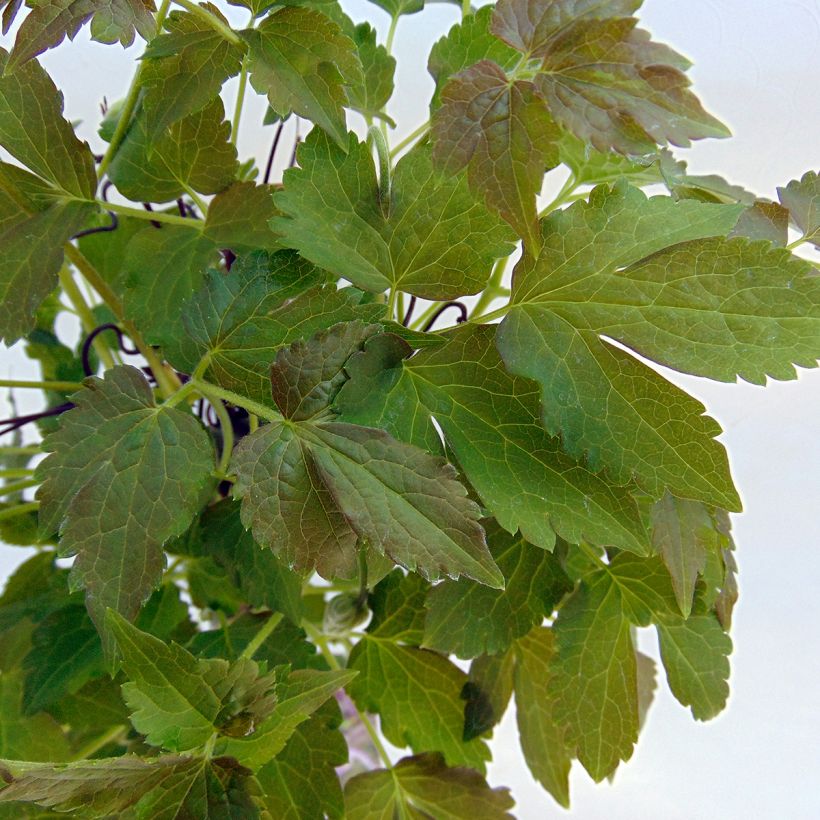 Clématite - Clematis Blue Eclipse (Foliage)