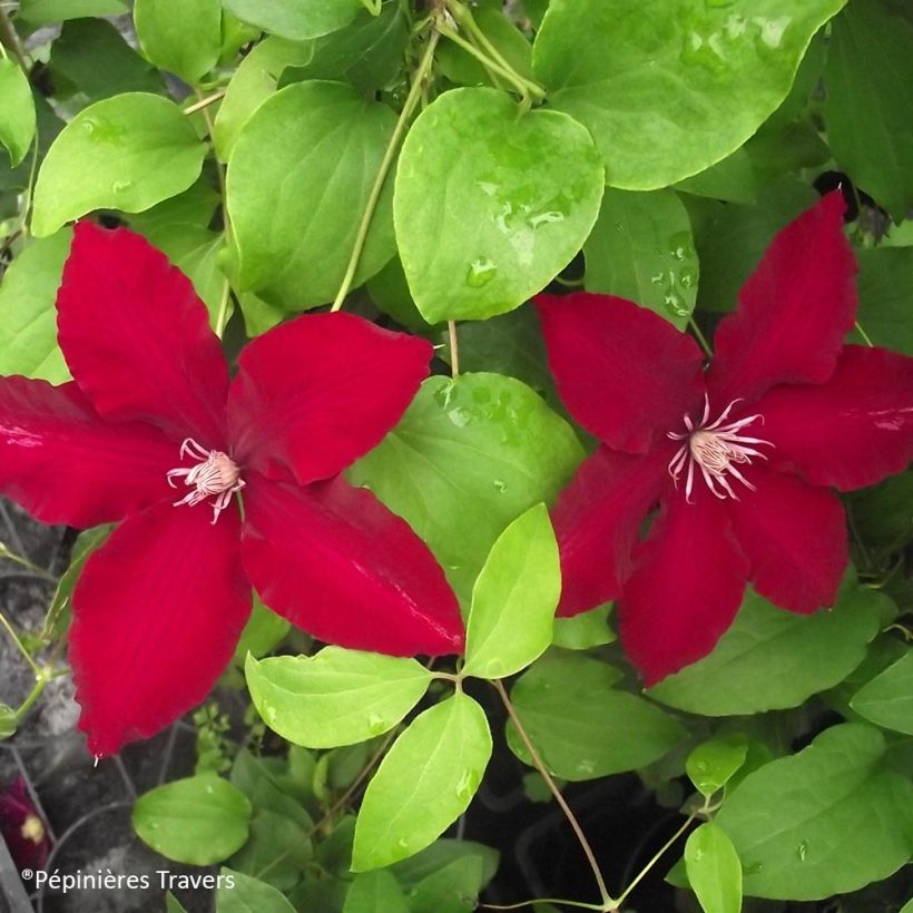 Clématite - Clematis Bourbon (Foliage)