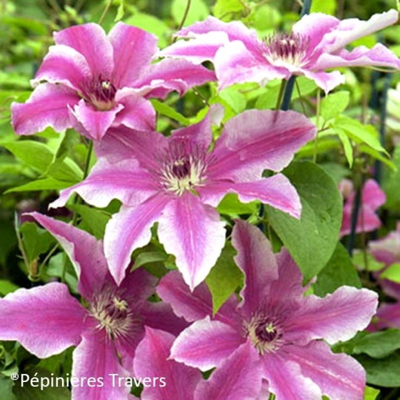 Clématite - Clematis Carnaby (Flowering)