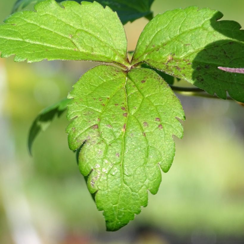 Clématite - Clematis Columella (Foliage)