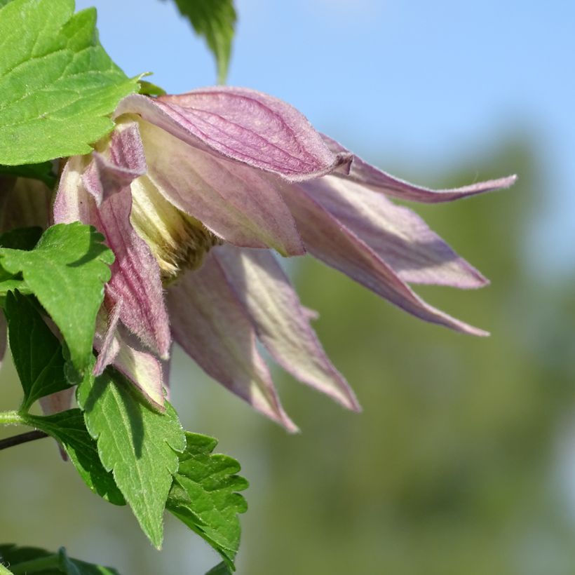 Clématite - Clematis Columella (Flowering)