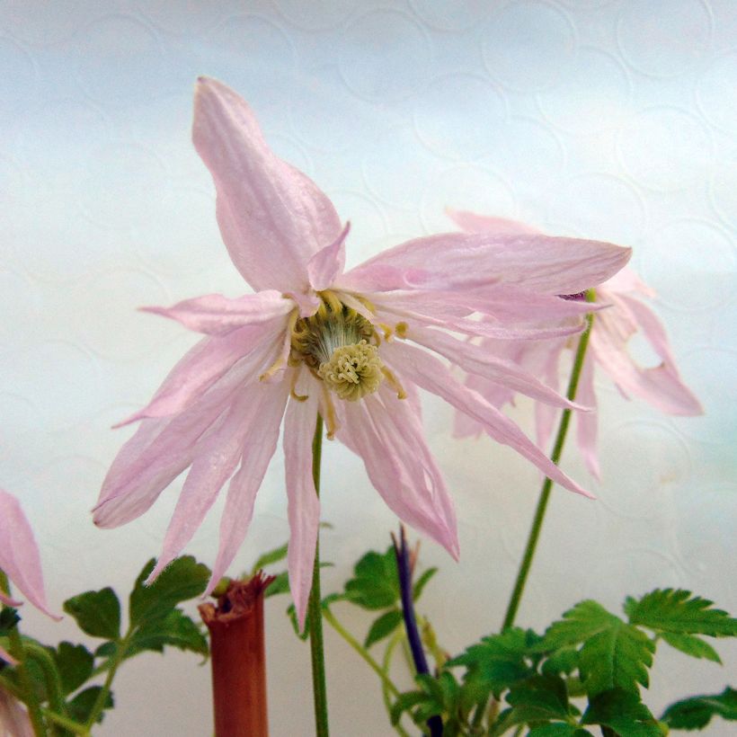 Clématite - Clematis Country Rose (Flowering)