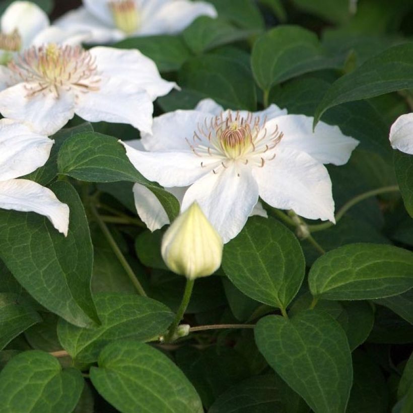 Clématite - Clematis Destiny (Foliage)