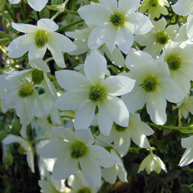 Clématite - Clematis Early Sensation (Flowering)