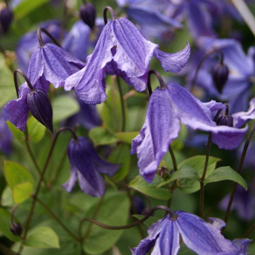 Clématite - Clematis Eriostemon (Flowering)