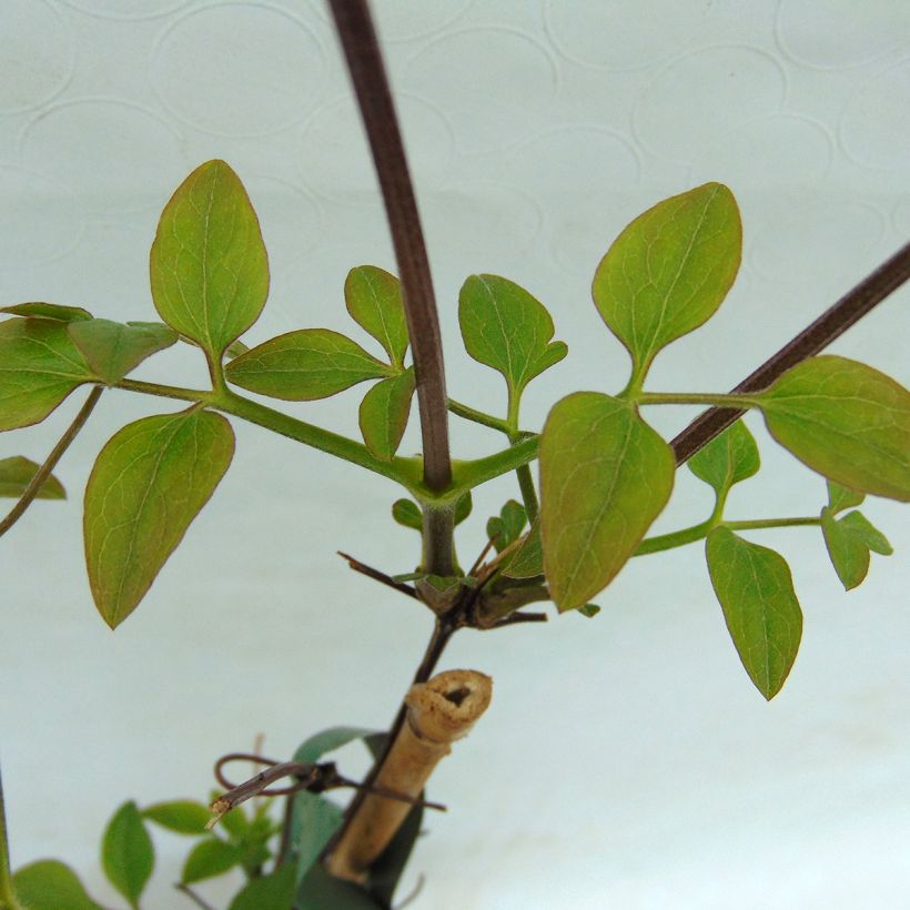 Clématite - Clematis Glorious White (Foliage)
