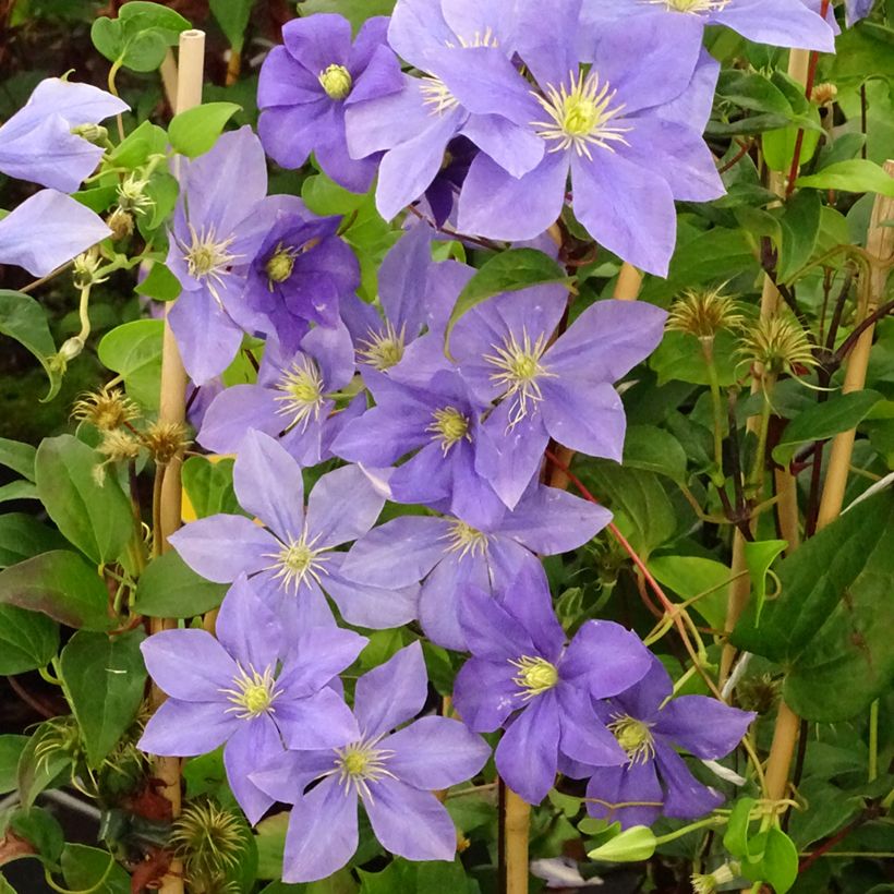 Clématite - Clematis Fuji Musume (Plant habit)