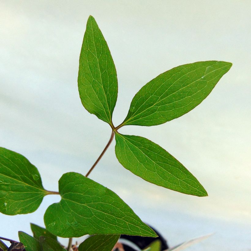 Clématite - Clematis Hagley hybride (Foliage)