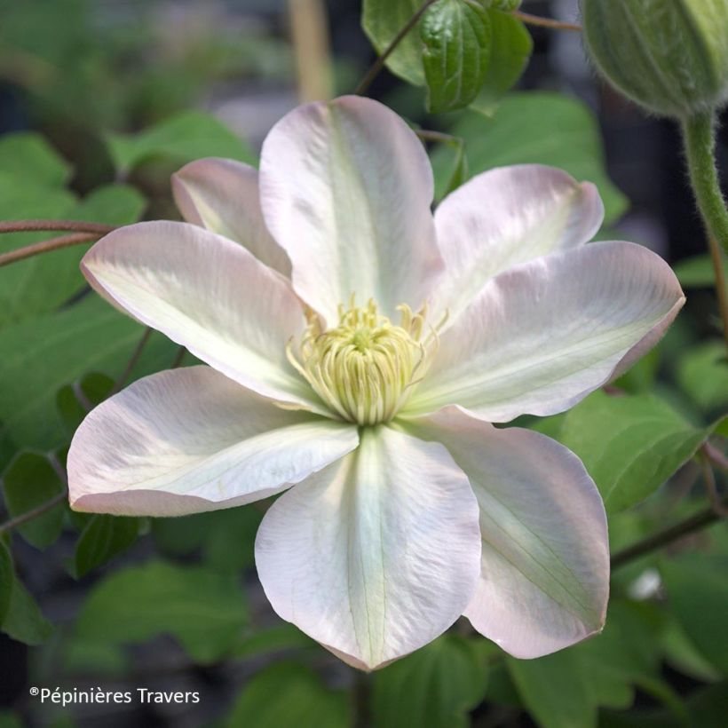 Clématite - Clematis Jeanes Pink (Flowering)