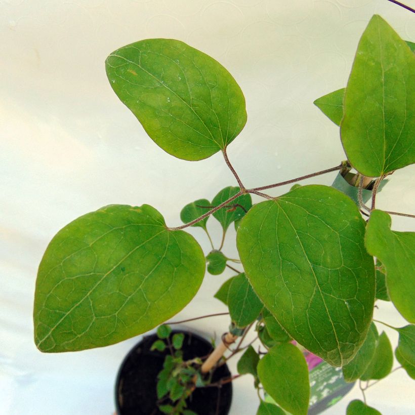 Clématite - Clematis Kakio (Pink Champagne) (Foliage)