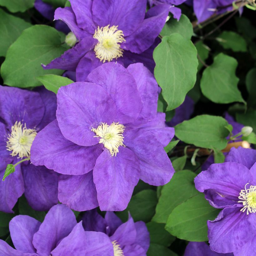 Clématite - Clematis Kingfisher (Flowering)