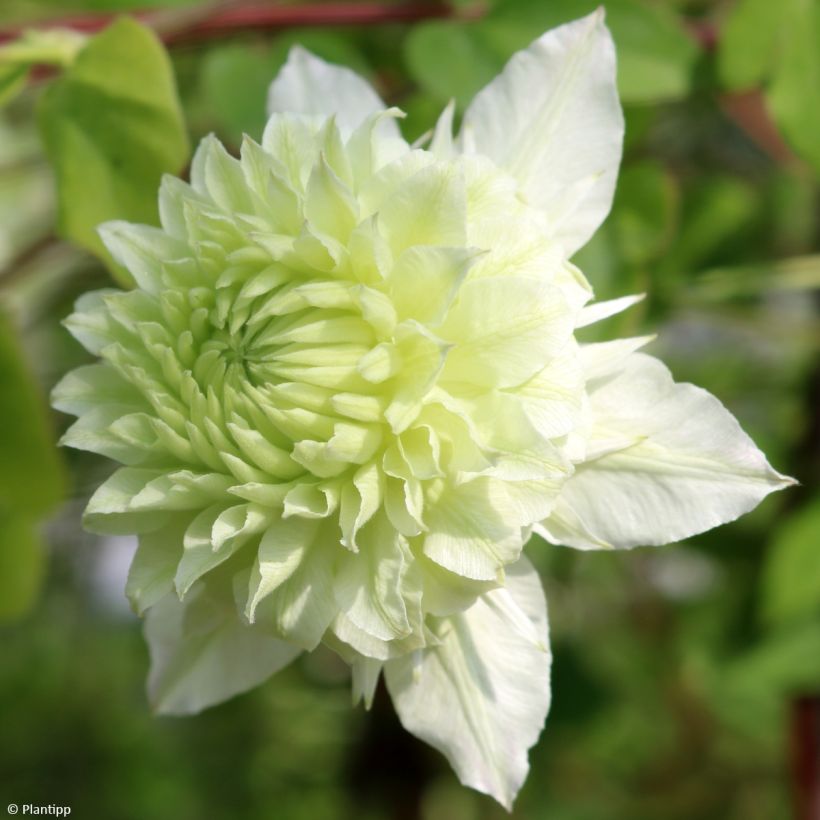 Clématite - Clematis Manju (Flowering)