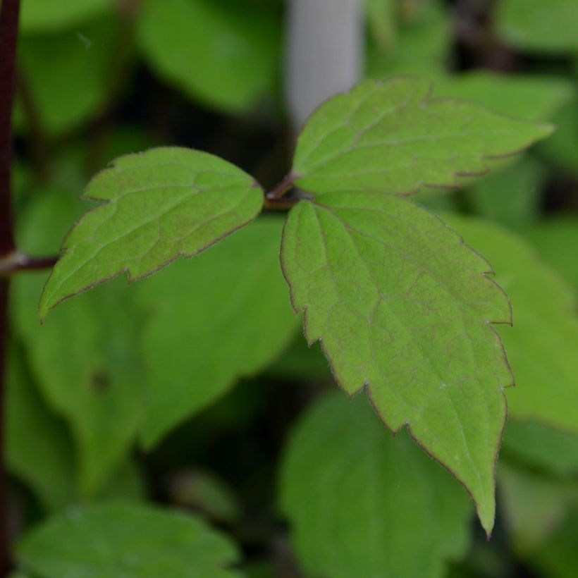 Clématite - Clematis montana Jacqui (Foliage)