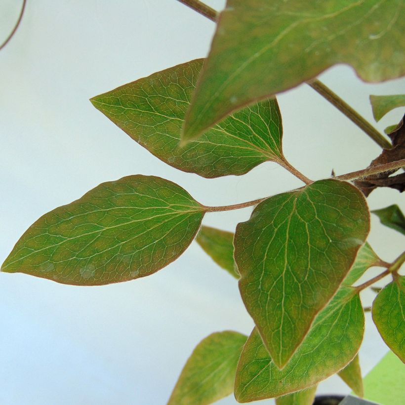 Clématite - Clematis Morning Star (Foliage)