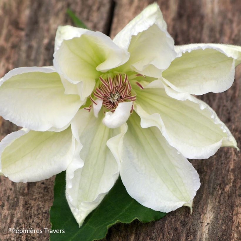 Clématite - Clematis Mrs. Georges Jackman (Flowering)