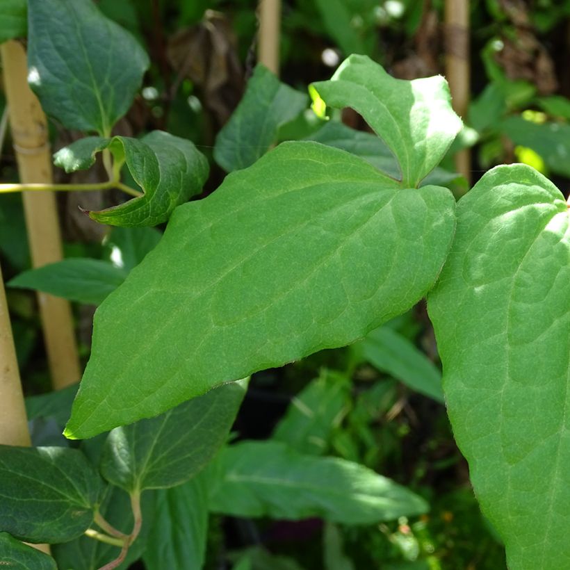 Clématite - Clematis Niobe (Foliage)