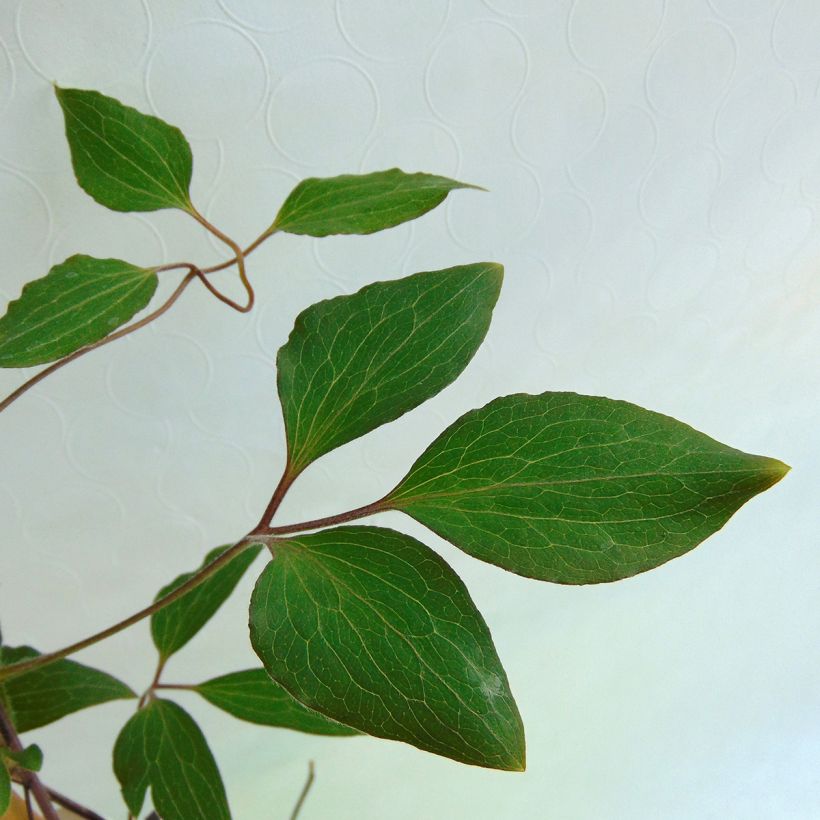 Clématite - Clematis Patricia Ann Fretwell  (Foliage)
