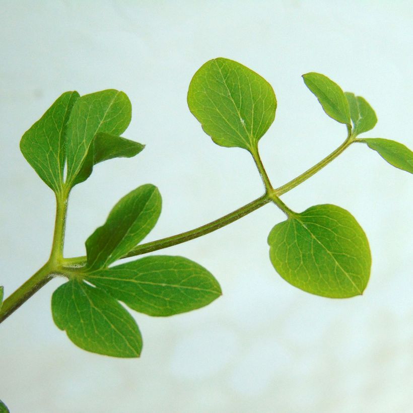 Clématite - Clematis Prince Charles (Foliage)