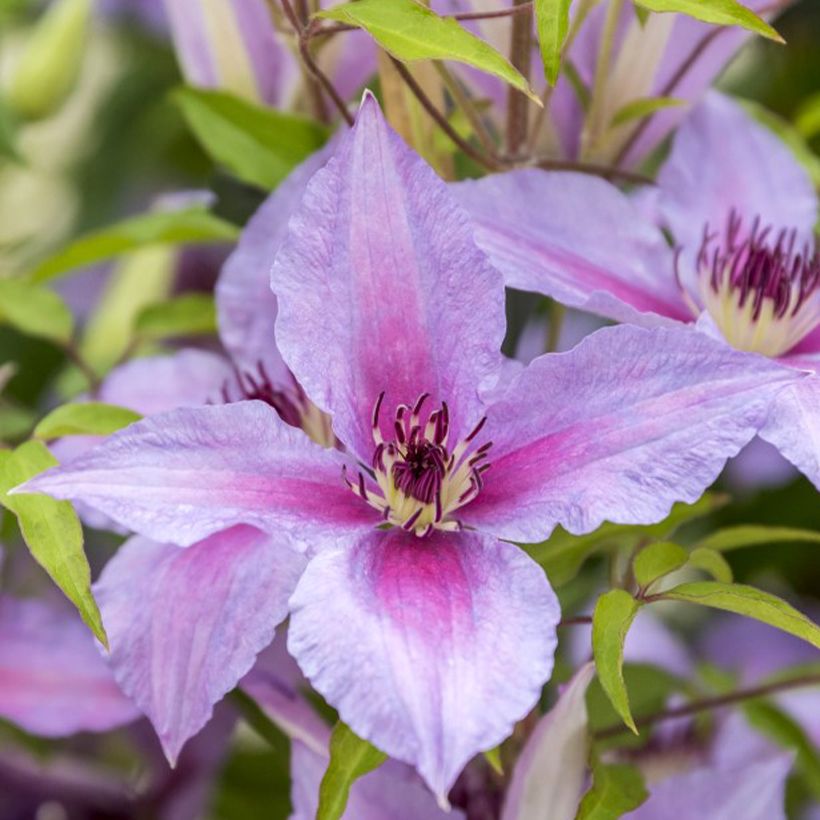 Clématite Proud Mary (Flowering)