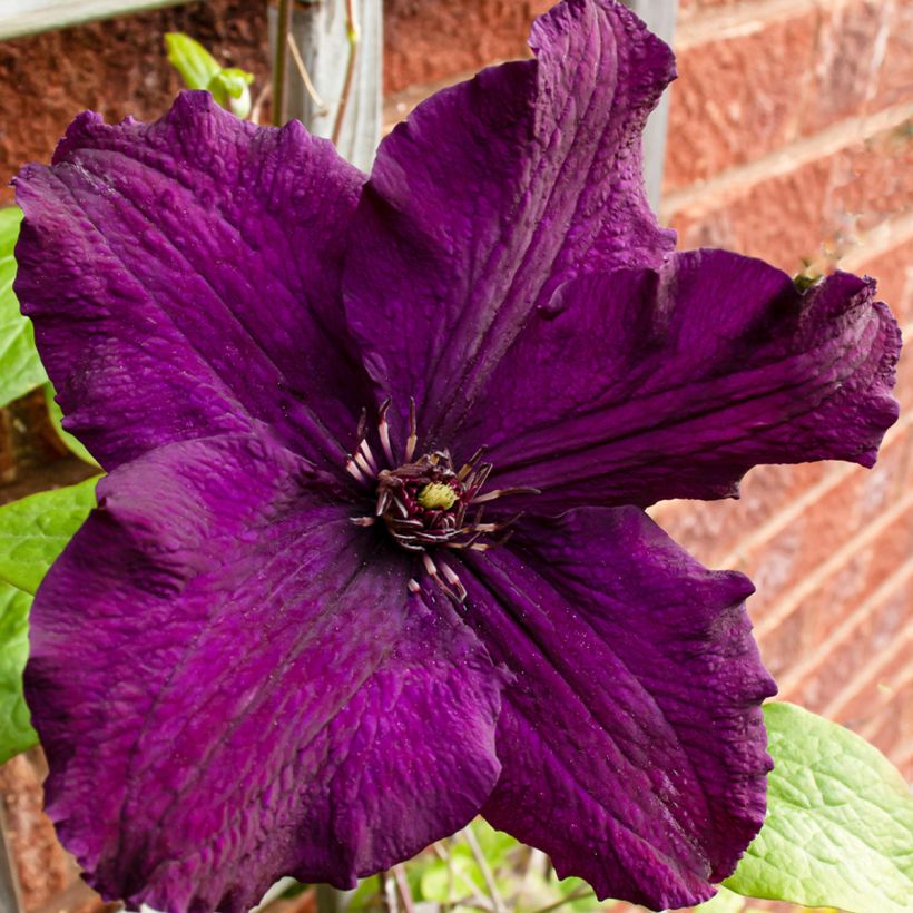 Clématite - Clematis Rasputin (Flowering)