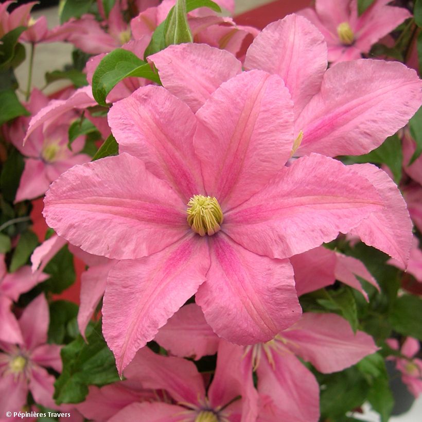 Clématite - Clematis Rosamunde  (Harvest)