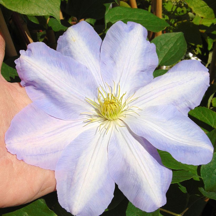 Clématite - Clematis SUCCESS Lavender (Flowering)