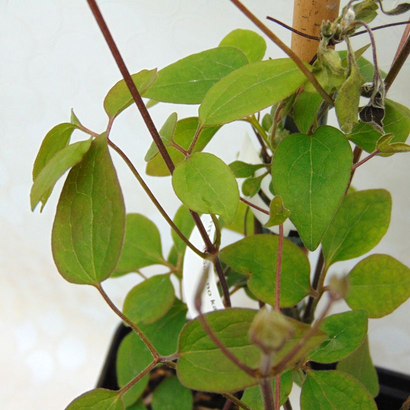 Clématite - Clematis Sen no Kaze (Foliage)