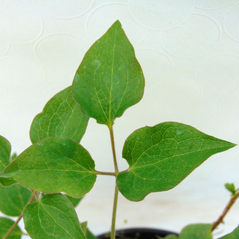 Clématite - Clematis Shin-Shigyoku (Foliage)