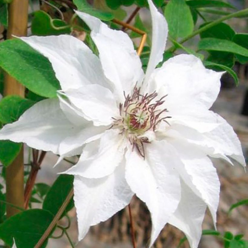 Clématite Sparkler (Flowering)