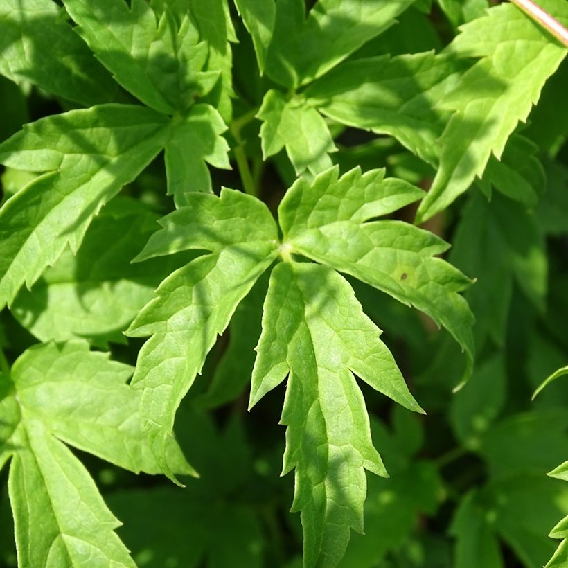 Clématite - Clematis Spiky (Foliage)